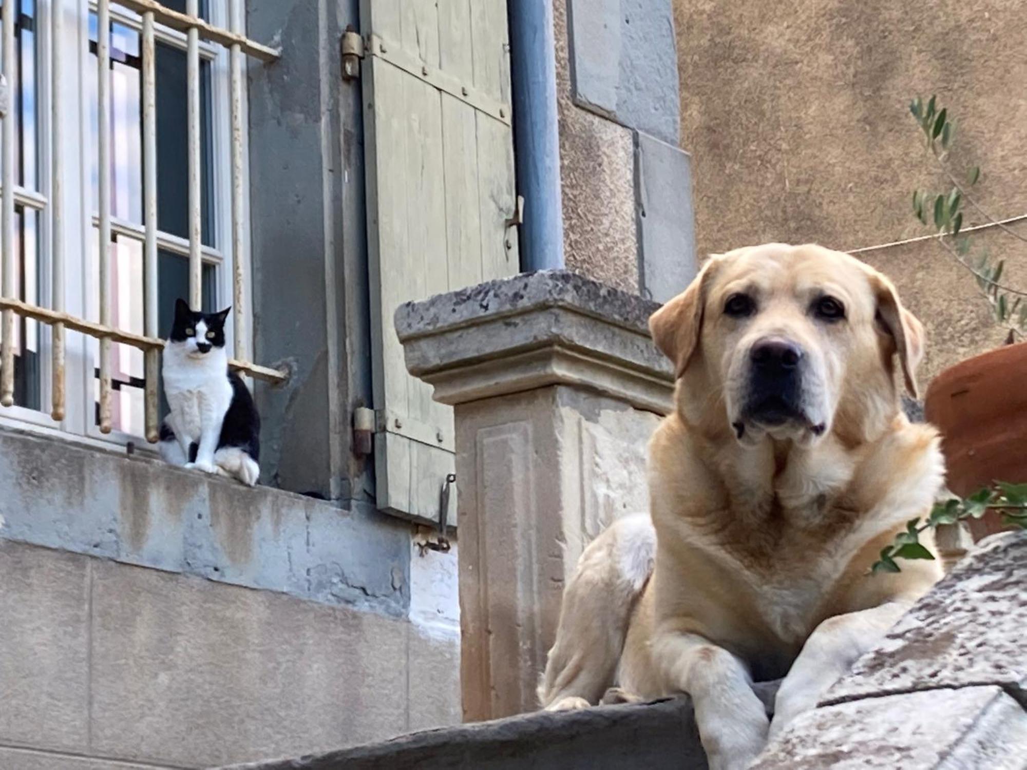 Saint-Couat-dʼAude Chambres D'Hotes Le Clos De Venes المظهر الخارجي الصورة